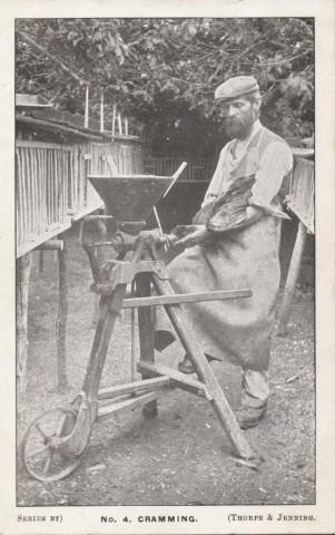 Chicken cramming, Heathfield, East Sussex 1900