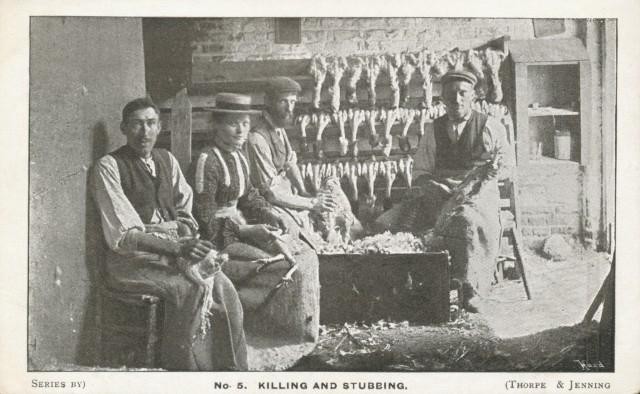 Chicken cramming, Heathfield, East Sussex 1900